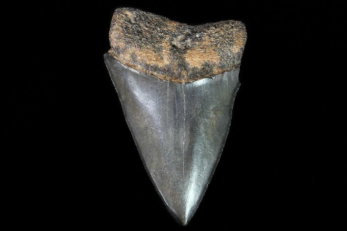Fossil Mako Shark Tooth - Georgia #75027
